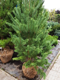 Сосна обыкновенная Pinus sylvestris, 2,0-2,5м, ком, 6-7лет