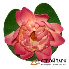 Декоративное растение Водная лилия 10,5 см, розовый