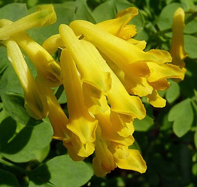 Хохлатка Жёлтая (Pseudofumaria Lutea) 2л 3