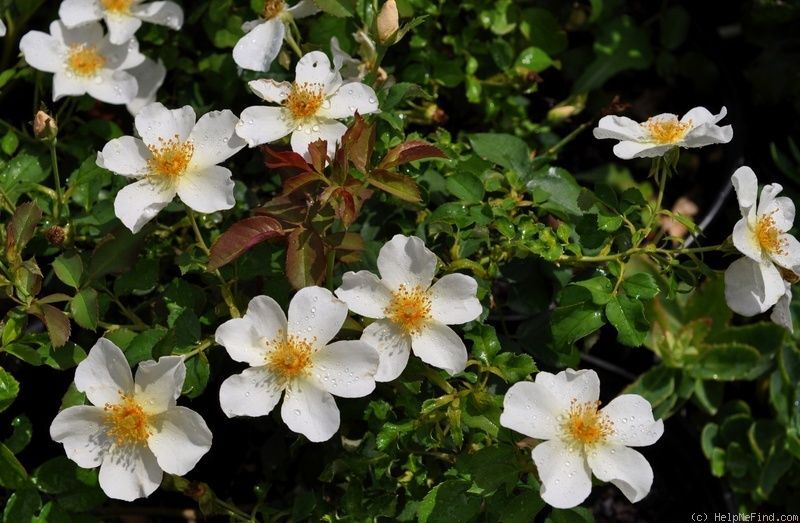 Роза Кью Гарденс английская 12.5л контейнер, цена в Санкт-Петербурге от ...