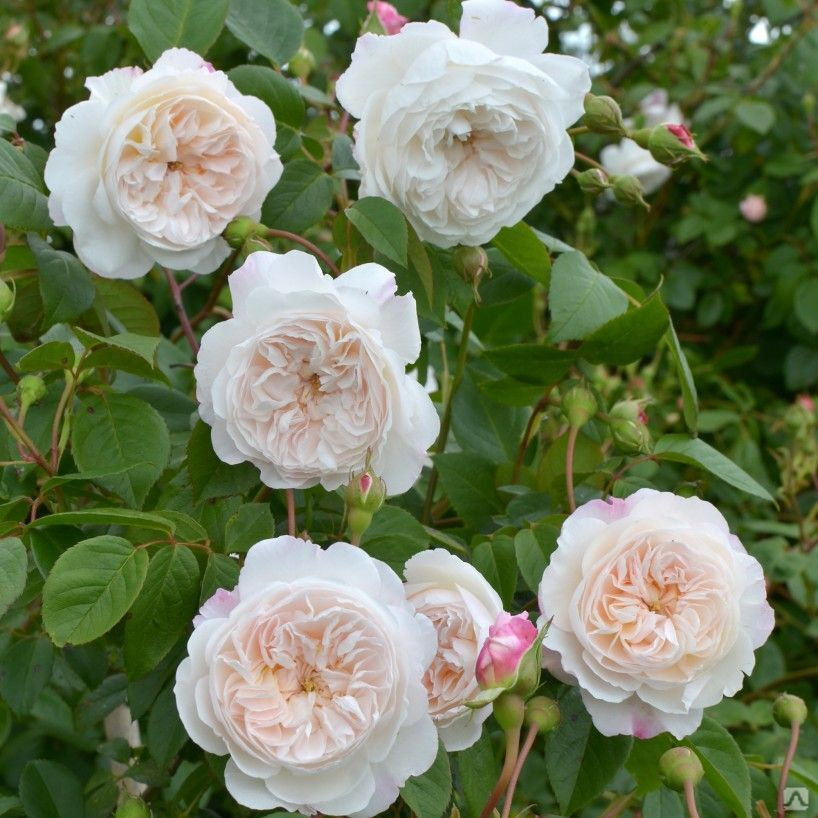 Роза Висли (Wisley 2008) • ЛПХ 