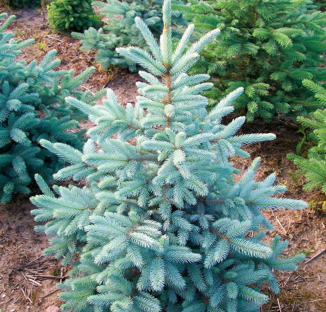 Ель колючая МИСТИ БЛЮ (Picea pungens Kaibab) 40л 80-100см 1