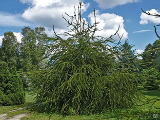 Ель обыкновенная Виргата (Picea abies Virgata) ком, контейнер 20 л, 300 -320 см #1