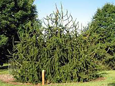 Ель обыкновенная Виргата (Picea abies Virgata) ком, контейнер 20 л, 300 -320 см 2