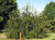 Ель обыкновенная Виргата (Picea abies Virgata) ком, контейнер 20 л, 300 -320 см #2