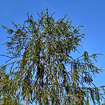 Ель обыкновенная Виргата (Picea abies Virgata) ком, контейнер 20 л, 300 -320 см 3