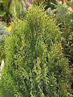 Туя западная Смарагд Витбонт (Thuja occidentalis Smaragd Witbont) ком, 100-120 см #1