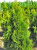Туя западная Смарагд Витбонт (Thuja occidentalis Smaragd Witbont) ком, 100-120 см #2