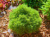 Ель канадская Витчс Брум (Picea glauca Witch's Broom), контейнер 5-7 л контейнеры 40-50 см #2