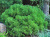 Ель канадская Витчс Брум (Picea glauca Witch's Broom), контейнер 5-7 л контейнеры 40-50 см #3