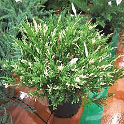 Можжевельник горизонтальный Андорра Вариегата (Juniperus horizontalis Variegata), контейнер 5 л 30-40 см 1