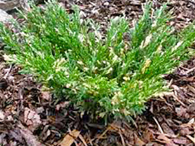 Можжевельник горизонтальный Андорра Вариегата (Juniperus horizontalis Variegata), контейнер 5 л 30-40 см 2