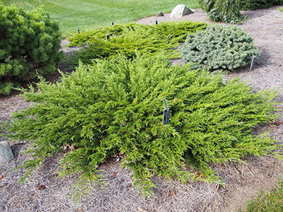 Можжевельник казацкий Калгари Карпет (Juniperus sabina Calgari Carpet), контейнер 20-25 см