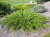Можжевельник казацкий Калгари Карпет (Juniperus sabina Calgari Carpet), контейнер 20-25 см #1