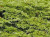 Можжевельник казацкий Калгари Карпет (Juniperus sabina Calgari Carpet), контейнер 20-25 см #2