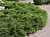 Можжевельник казацкий Калгари Карпет (Juniperus sabina Calgari Carpet), контейнер 20-25 см #3