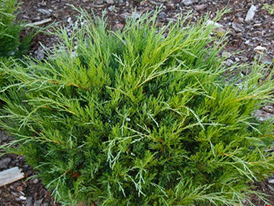 Можжевельник казацкий Хикси (Juniperus sabina Hicksii), контейнер 5 л, 30-40 см 1