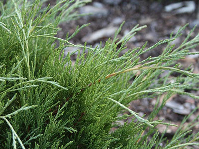 Можжевельник казацкий Хикси (Juniperus sabina Hicksii), контейнер 5 л, 30-40 см 2
