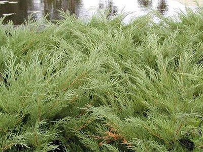 Можжевельник казацкий Хикси (Juniperus sabina Hicksii), контейнер 5 л, 30-40 см 3