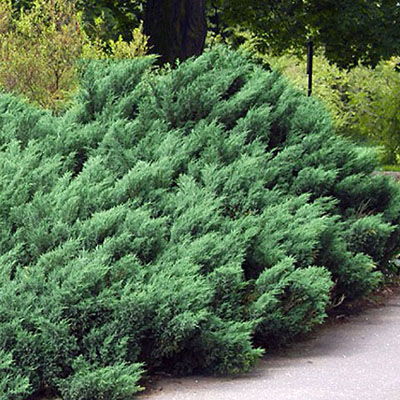 Можжевельник казацкий Хикси (Juniperus sabina Hicksii), контейнер 5 л, 30-40 см 4