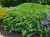 Можжевельник лежачий Нана (Juniperus procumbens Nana), контейнер 5 л, 35-40 см #1