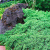 Можжевельник лежачий Нана (Juniperus procumbens Nana), контейнер 5 л, 35-40 см #2