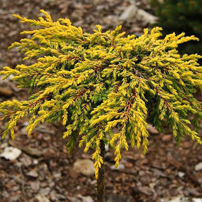 Можжевельник обыкновенный Голдшатц (Juniperus communis Goldschatz), контейнер 5 л, 25-30 см