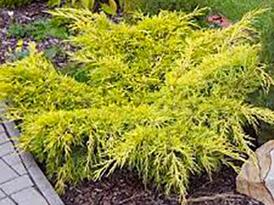 Можжевельник средний Олд Голд (Juniperus pfitzeriana Old Gold), 5-7,5л 50-70