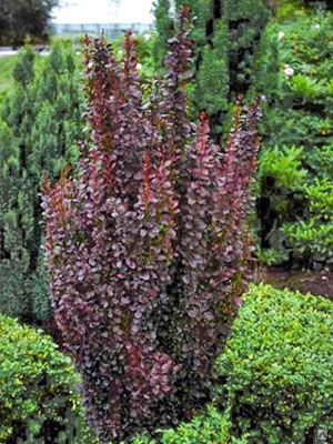 Барбарис Тунберга Ред Рокет (Berberis thunbergii Red Rocket), контейнер ...