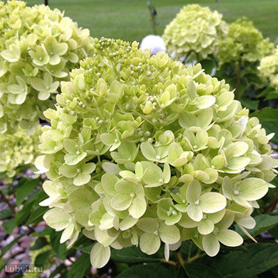 Little lime hydrangea discount