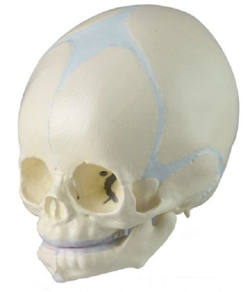 Модель черепа ребенка