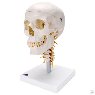 Модель черепа с шейным позвонком 