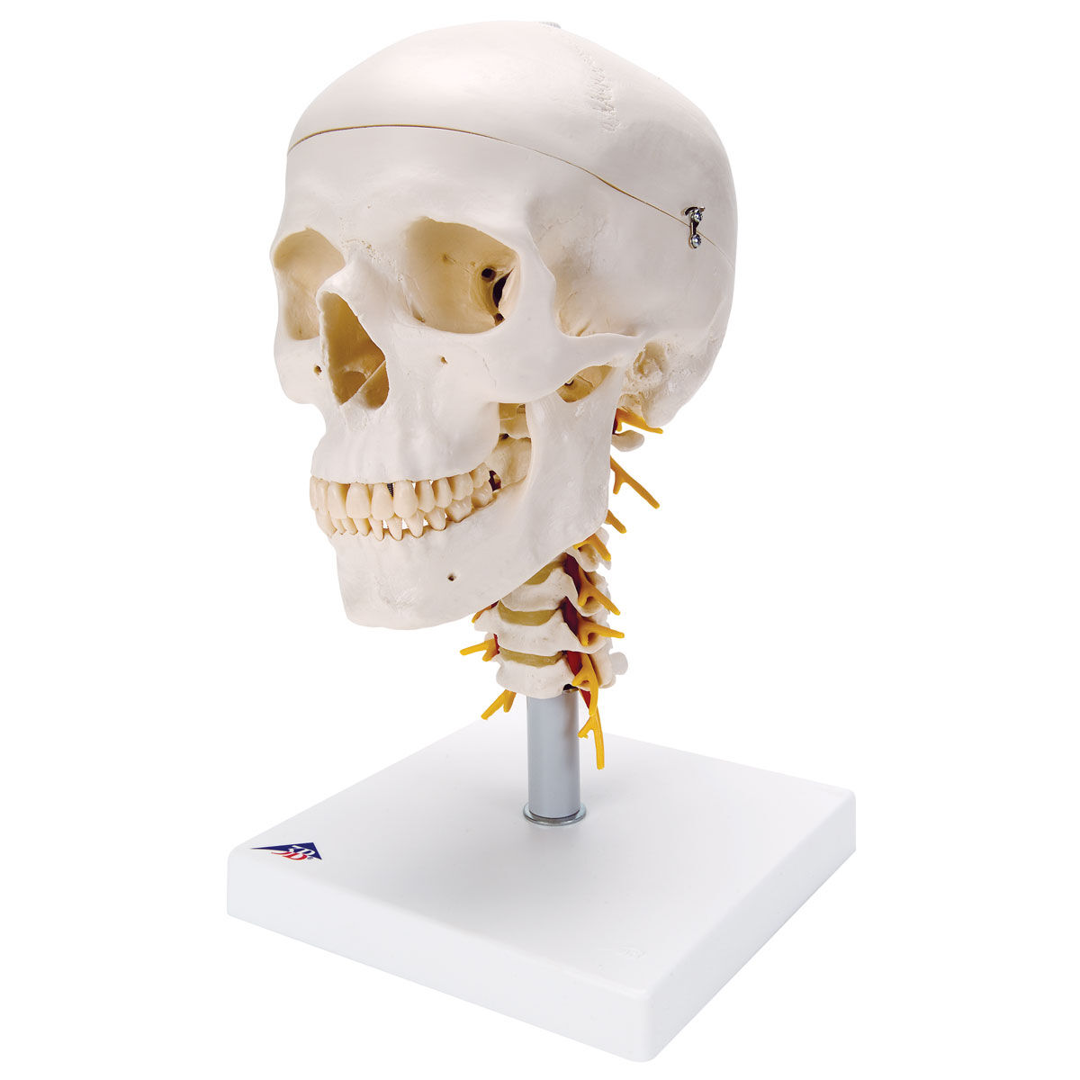 Модель черепа с шейным позвонком