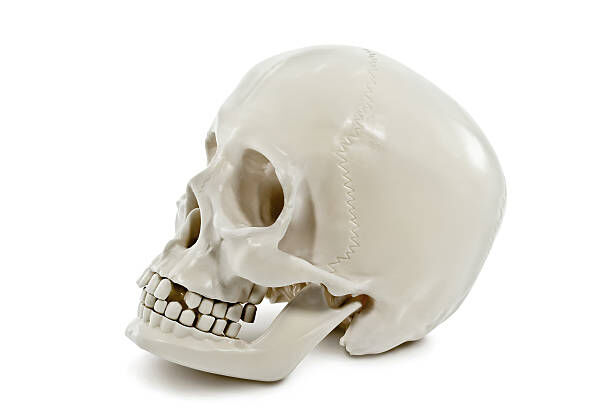 Классическая модель черепа