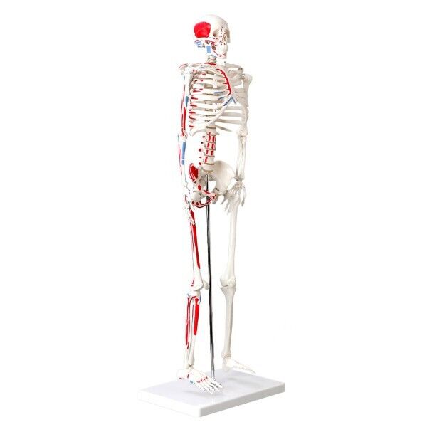 Модель скелета с мышцами, пронумерованный, высота 85 см
