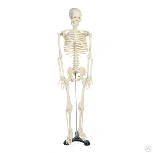 Модель скелета с нервами, высота 85 см 