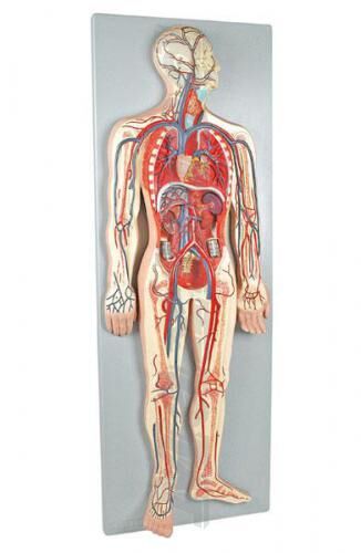 Модель кровеносной системы 2 части