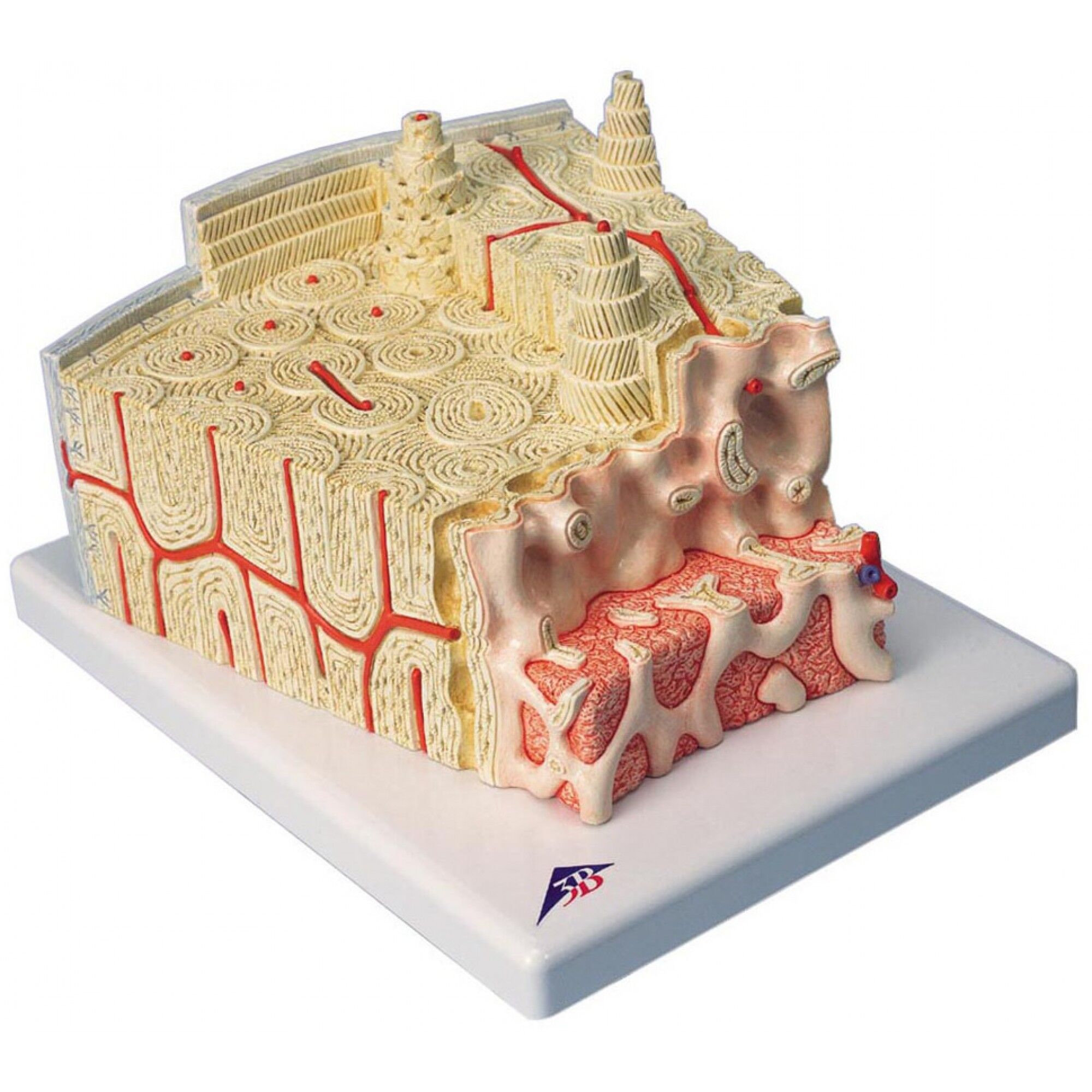 Модель Структура кости