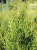 Туя западная Смарагд Витбонт (Thuja occidentalis Smaragd Witbont) ком, 100-120 см #3