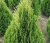 Туя западная Смарагд Витбонт (Thuja occidentalis Smaragd Witbont) ком, 100-120 см #4