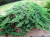 Можжевельник лежачий Нана (Juniperus procumbens Nana), контейнер 5 л, 35-40 см #3