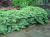 Можжевельник лежачий Нана (Juniperus procumbens Nana), контейнер 5 л, 35-40 см #4