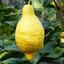 Лимон иволистный = Citrus lemon 'Salicifolia' #1