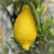 Лимон иволистный = Citrus lemon 'Salicifolia' #2