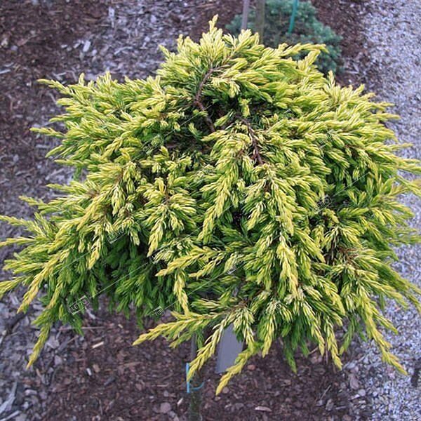 Можжевельник обыкновенный Голдшатц Juniperus communis Goldschatz 10л (ЗК)