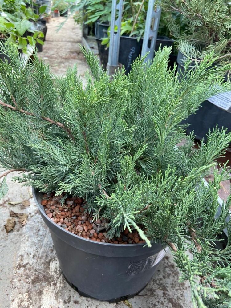 Можжевельник казацкий Тамарисцифолия Juniperus sabina Tamariscifolia 10л (ЗК)