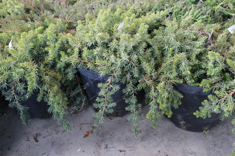 Можжевельник прибрежный Блю Пасифик 50/60 Juniperus conferta Blue Pacific 10л (ЗК)