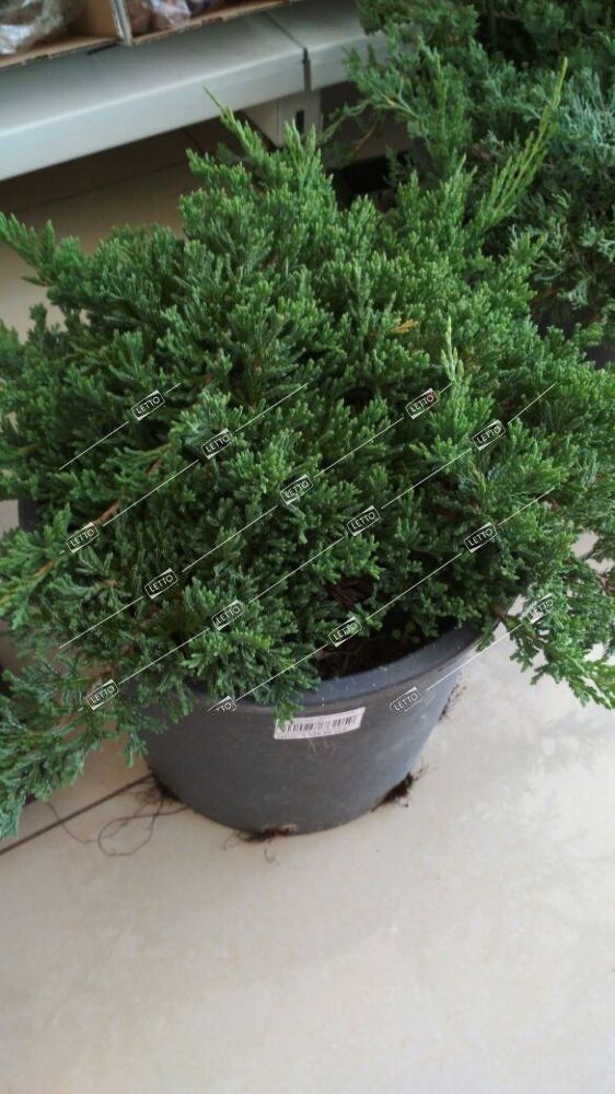 Можжевельник горизонтальный Принц Уэльский Juniperus horizontalis Prince of Wales 10л (ЗК)