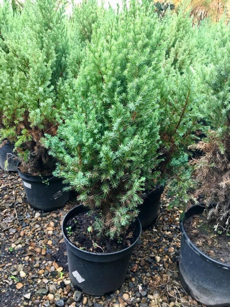 Можжевельник китайский Стрикта Juniperus chinensis Stricta 10л (ЗК)