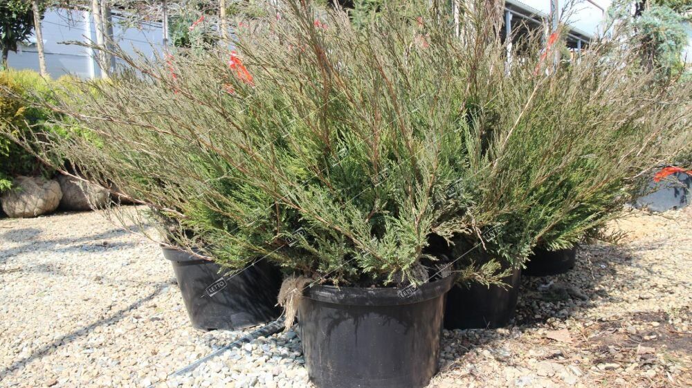 Можжевельник обыкновенный Арнольд 100/120 Juniperus communis Arnold 25л (ЗК)